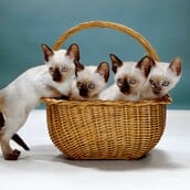 Οι γάτες μπαίνουν πάντα πρώτες