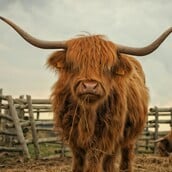 ΑΓΕΛΑΔΕΣ ΚΤΗΝΟΤΡΟΦΟΣ ΒΡΕΤΑΝΙΑ TIKTOK TIKTOKERS