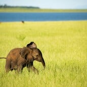 ΕΛΕΦΑΝΤΑΣ ΜΗΤΕΡΑ ΠΑΙΔΙ ΜΩΡΟ ΗΠΑ ΖΩΟΛΟΓΙΚΟΣ ΚΗΠΟΣ