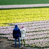 ΟΛΛΑΝΔΙΑ ΤΟΥΛΙΠΕΣ