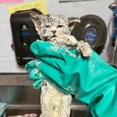 ΓΑΤΑ ΚΟΛΛΑ ΗΠΑ