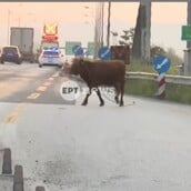 ΑΓΕΛΑΔΑ ΕΘΝΙΚΗ ΟΔΟΣ ΘΕΣΣΑΛΟΝΙΚΗ