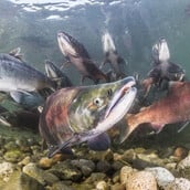 ΚΟΚΑΙΝΗ ΨΑΡΙΑ ΣΟΛΟΜΟΣ