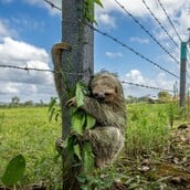 ΒΡΑΔΥΠΟΔΑΣ ΜΗΝΥΜΑ