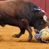 Διάσημος ταυρομάχος επέστρεψε από τη σύνταξη και τον «κάρφωσε» ταύρος- Σκληρές εικόνες