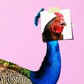 Τα πτυχία ή για τα παθήματα της αριστείας 