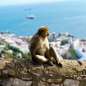 ΜΑΙΜΟΥ ΧΩΜΑ ΕΡΕΥΝΑ ΓΙΒΡΑΛΤΑΡ