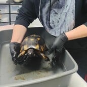 ΧΕΛΩΝΑ ΠΙΣΣΑ 