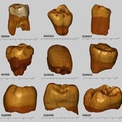 Επιστήμονες ανασυνθέτουν μία από τις αρχαιότερες γνωστές κοινότητες Νεάντερταλ