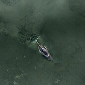 ΦΑΛΑΙΝΑ ΔΙΑΣΩΣΗ ΓΕΡΜΑΝΙΑ