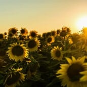 ΚΑΙΡΟΣ ΤΣΑΤΡΑΦΥΛΛΙΑΣ ΚΑΛΟΚΑΙΡΙΑ