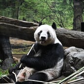 ΠΑΝΤΑ ΚΙΝΑ ΗΠΑ ΖΩΟΛΟΓΙΚΟΣ ΚΗΠΟΣ