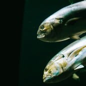 ΨΑΡΙΑ WWF ΕΛΛΑΣ ΣΕΦ