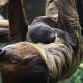 ΒΡΑΔΥΠΟΔΕΣ ΝΕΚΡΟΙ ΠΑΡΚΟ ΗΠΑ ΦΛΟΡΙΝΤΑ