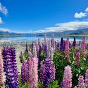 ΛΟΥΛΟΥΔΙΑ ΤΑΞΙΔΙΑ 