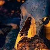 ΠΤΗΝΑ ΔΕΙΝΟΣΑΥΡΟΙ 