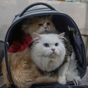 ΓΑΤΕΣ ΦΑΡΜΑΚΟ ΙΑΠΩΝΙΑ ΝΕΦΡΙΚΗ ΝΟΣΟΣ