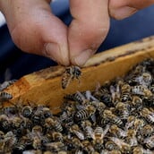 ΜΕΛΙΣΣΕΣ ΑΡΙΘΜΗΤΙΚΕΣ ΠΛΗΡΟΦΟΡΙΕΣ