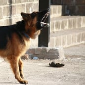 ΧΑΝΙΑ ΕΠΙΘΕΣΗ ΣΚΥΛΟΣ ΠΑΙΔΙ