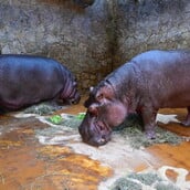 ΙΠΠΟΠΟΤΑΜΟΙ ΠΑΜΠΛΟ ΕΣΚΟΜΠΑΡ ΚΟΛΟΜΒΙΑ ΑΝΑΝΤ ΑΜΠΑΝΙ