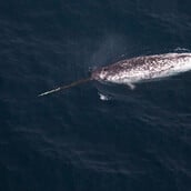 ΚΑΝΑΔΑΣ ΑΡΚΤΙΚΗ ΗΧΟΡΥΠΑΝΣΗ