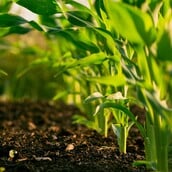 ΛΕΠΤΟΣΠΕΙΡΩΣΗ ΘΑΝΑΤΟΣ ΕΟΔΥ ΨΑΛΤΟΠΟΥΛΟΥ