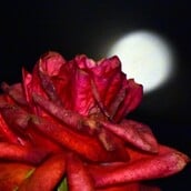 ΠΑΝΣΕΛΗΝΟΣ ΜΑΪΟΥ