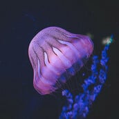 ΜΩΒ ΚΑΦΕ ΜΕΔΟΥΣΑ 