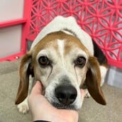 ΗΠΑ BEAGLE ΣΚΥΛΙΑ ΠΕΙΡΑΜΑΤΑ