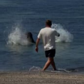 ΦΩΚΙΑ ΧΑΒΑΗ ΤΟΥΡΙΣΤΑΣ ΣΥΛΛΗΨΗ