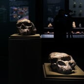 HOMO ERECTUS ΝΤΕΝΙΣΟΒΑΝ ΑΝΑΠΑΡΑΓΩΓΗ ΠΡΟΪΣΤΟΡΙΑ