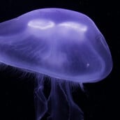 ΜΩΒ ΜΕΔΟΥΣΕΣ ΠΑΓΑΣΗΤΙΚΟΣ ΚΟΛΠΟΣ