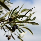 ΕΛΛΗΝΙΚΗ ΚΟΥΖΙΝΑ ΦΑΓΗΤΑ TASTE ATLAS