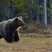 ΚΟΖΑΝΗ ΑΡΚΟΥΔΑ ΕΠΙΘΕΣΗ