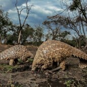 National Geographic: Ποια είναι τα θηλαστικά με τη μεγαλύτερη παράνομη διακίνηση στον κόσμο
