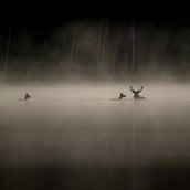 Le Chant des forêts