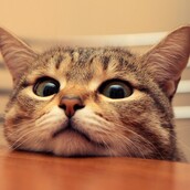 Cat Lily