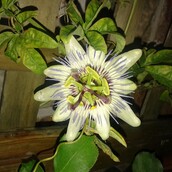 diapyros