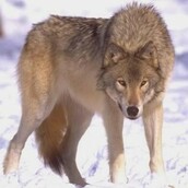 ein Steppenwolf