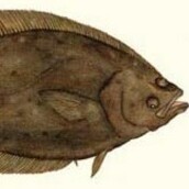 flonsavardu