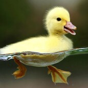 not so ugly duckling