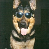 scooby.