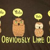 Yolo