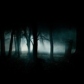 Shady_forest