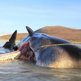 Βρετανία: 100 κιλά σκουπίδια στο στομάχι νεκρής φάλαινας