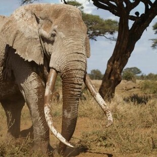 Πέθανε ο Τιμ, ένας από τους τελευταίους ελέφαντες που οι χαυλιόδοντες τους αγγίζουν τη γη