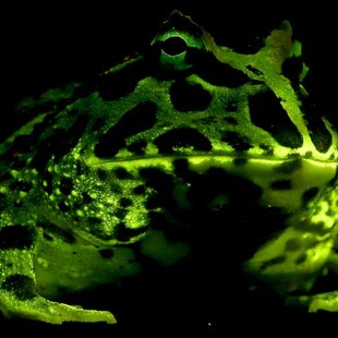 Όλοι οι βάτραχοι φωσφορίζουν στο σκοτάδι λένε οι επιστήμονες