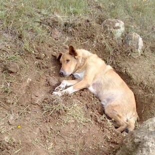 Έθαψαν σκύλο ζωντανό στην Παλλήνη - Εξείχε μόνο το κεφάλι του