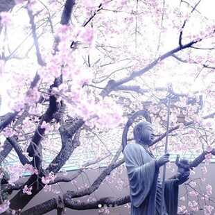 Hanami: το πρώτο σινιάλο της άνοιξης στην Ιαπωνία