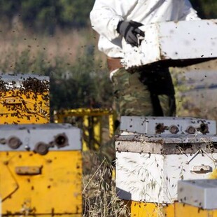 Νεκρός 75χρονος από επίθεση μελισσών στη Μεσσηνία